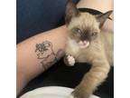 Adopt Penny Lane a Tan or Fawn Siamese / Mixed cat in Los Angeles, CA (39073352)