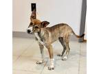 Adopt Eva a Brindle Plott Hound / Mixed Breed (Medium) dog in Phoenix