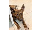 Adopt Mia a Brindle Plott Hound / Mixed Breed (Medium) dog in Phoenix