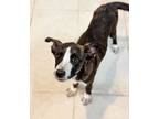 Adopt Chloe a Brindle Plott Hound / Mixed Breed (Medium) dog in Phoenix