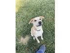 Adopt HAL a Tan/Yellow/Fawn Mixed Breed (Medium) / Mixed dog in Rochester