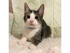 Adopt Steve a Gray or Blue (Mostly) Domestic Shorthair / Mixed (short coat) cat