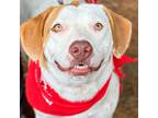 Adopt Buffy a Labrador Retriever / Hound (Unknown Type) / Mixed dog in