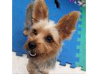 Adopt Mishegos a Black Silky Terrier / Mixed Breed (Small) / Mixed dog in