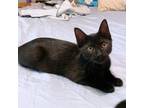 Adopt Baby Boo a All Black Domestic Shorthair / Mixed (short coat) cat in