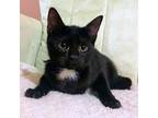 Adopt Jill a Black & White or Tuxedo Domestic Shorthair / Mixed (short coat) cat