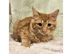 Adopt Pumpkin a Orange or Red Domestic Mediumhair / Mixed (medium coat) cat in