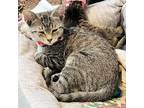 Adopt Sage a Gray or Blue (Mostly) Domestic Shorthair / Mixed (short coat) cat