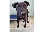Adopt Zion a Mixed Breed