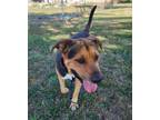 Adopt Mr. Crabbitz a Mixed Breed