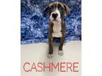 Adopt Cashmere a Boxer / American Pit Bull Terrier / Mixed dog in Hillsboro