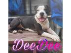 Adopt DeeDee a American Pit Bull Terrier / Mixed dog in Hillsboro, OH (38931492)