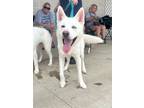 Adopt Shirley a Shepherd (Unknown Type) / Husky / Mixed dog in Hartford City