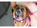 Adopt Laila Ali a Boxer dog in Mundelein, IL (39032932)