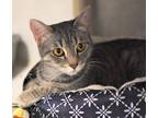 Adopt Diamond a Domestic Shorthair / Mixed (short coat) cat in Ewing