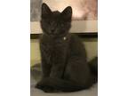 Adopt Toby a Russian Blue / Mixed cat in San Antonio, TX (39025899)