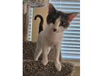Adopt Spot a Russian Blue / Mixed cat in San Antonio, TX (39025884)