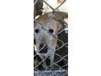 Adopt Harry/ Archie a Labrador Retriever, Husky