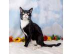 Adopt Maxi Milian a All Black Domestic Shorthair / Mixed cat in Durham