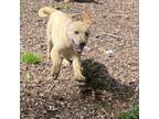 Adopt Leo a Yellow Labrador Retriever
