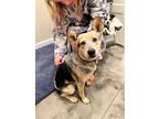 Adopt Josie a Australian Cattle Dog / Mixed dog in Salt Lake City, UT (39159230)