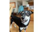 Adopt Nebraska a Husky / Mixed dog in Salt Lake City, UT (39183056)