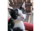 Adopt Dash a Black & White or Tuxedo Domestic Shorthair / Mixed cat in Ellijay