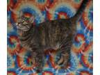Adopt Thalia a Domestic Shorthair / Mixed cat in Youngtown, AZ (38945553)