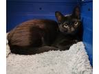 Adopt Monica a Domestic Shorthair / Mixed (short coat) cat in Sebastian