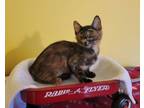 Adopt Maj Podge a Calico / Mixed (short coat) cat in Aurora, CO (38956848)