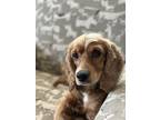 Adopt Daisy Duke a Red/Golden/Orange/Chestnut English Setter / Mixed dog in