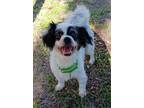 Adopt Marley a Mixed Breed (Medium) / Mixed dog in Ocala, FL (39066824)
