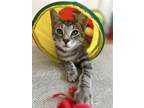Adopt Bishop TCC a Gray, Blue or Silver Tabby Domestic Shorthair / Mixed (short