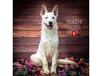 Adopt Wade a German Shepherd Dog / Husky / Mixed dog in Thompson Falls