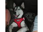 Adopt Kenny a Husky