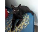 Adopt Dove a All Black Domestic Shorthair / Mixed cat in Candler, NC (39035093)