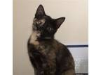 Adopt Genny a Domestic Shorthair / Mixed cat in Candler, NC (38984342)