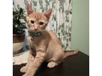 Adopt Milo a Orange or Red Tabby Domestic Shorthair / Mixed cat in Candler