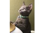 Adopt Bailey a Russian Blue / Mixed cat in San Antonio, TX (39013450)