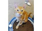 Adopt Tater Tot a Orange or Red Domestic Mediumhair / Mixed cat in San Antonio