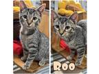 Adopt Roo - NN - Silo a Domestic Shorthair / Mixed (short coat) cat in