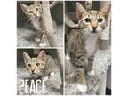 Adopt Peace - NN - Silo a Domestic Shorthair / Mixed (short coat) cat in