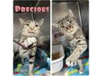 Adopt Precious a Domestic Shorthair / Mixed (short coat) cat in Pierceton