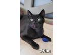 Adopt Orion a Domestic Shorthair / Mixed (short coat) cat in Defiance