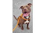 Adopt Daisy a Terrier (Unknown Type, Small) / Mixed dog in Defiance