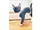 Adopt Grabbles a Domestic Shorthair / Mixed (short coat) cat in Hoover
