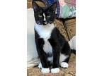 Adopt Gazpacho a Domestic Shorthair / Mixed (short coat) cat in Hoover