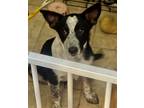 Adopt Webster a Mixed Breed (Medium) / Mixed dog in Duncan, OK (39037324)