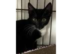 Adopt Socks a Domestic Shorthair / Mixed (short coat) cat in Duncan