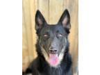 Adopt Ingrid a German Shepherd Dog / Mixed Breed (Medium) / Mixed dog in Duncan